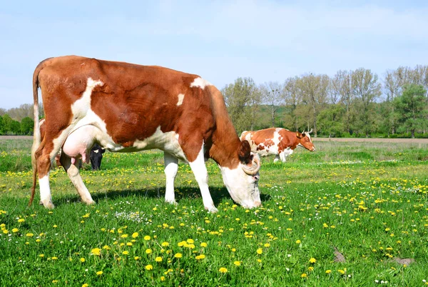 Vacas Pasto Verano Paisaje Rural —  Fotos de Stock