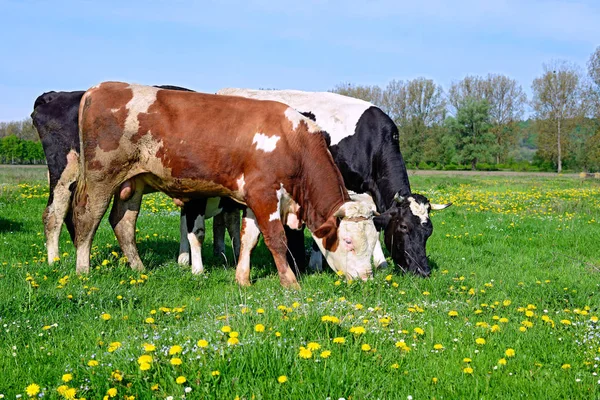 Cows Summer Pasture Rural Landscape — Stock Photo, Image