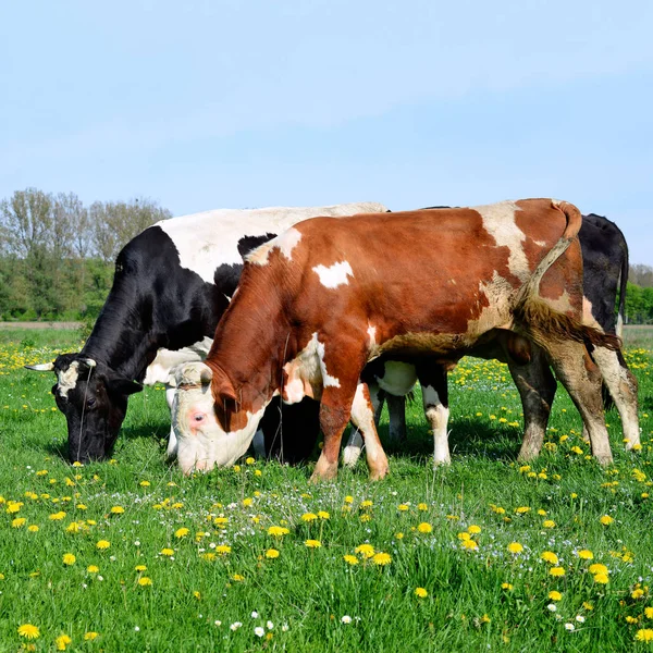 Cows Summer Pasture Rural Landscape — Stock Photo, Image