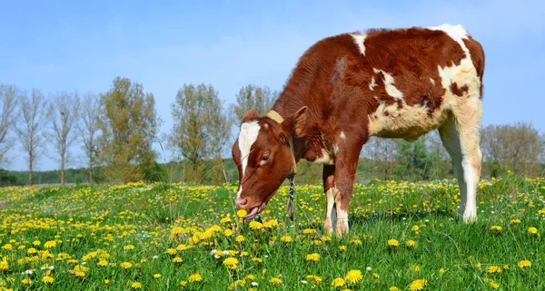 Gros Plan Belle Vache Brune Blanche Sur Prairie — Photo