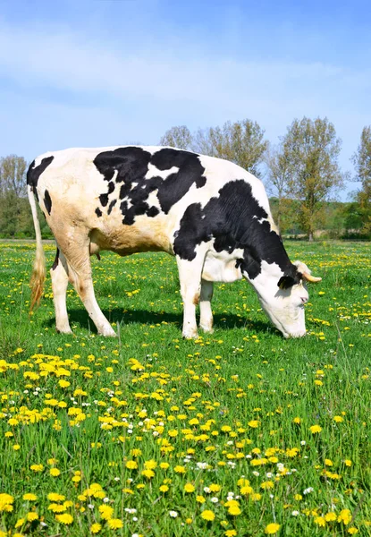 Nahaufnahme Einer Schönen Schwarz Weißen Kuh Auf Der Weide — Stockfoto