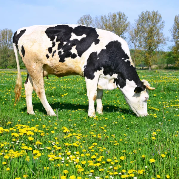Close Beautiful Black White Cow Meadow — Stock Photo, Image