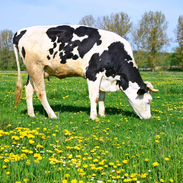 Gros Plan Belle Vache Noire Blanche Sur Prairie — Photo