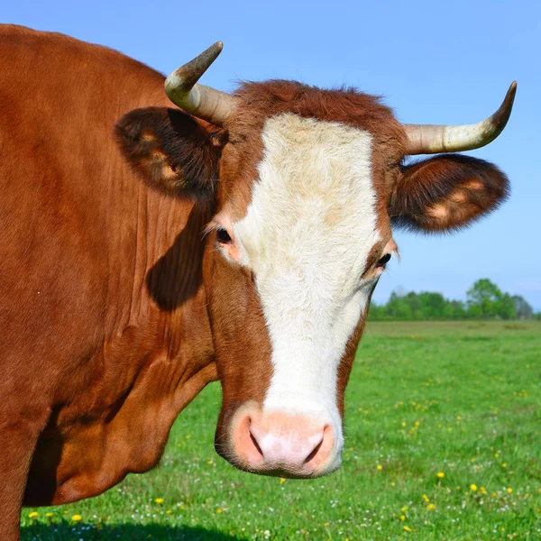 Close Beautiful Brown White Cow Meadow — стоковое фото