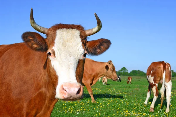 Sapi Padang Rumput Musim Panas Sebuah Lanskap Pedesaan — Stok Foto