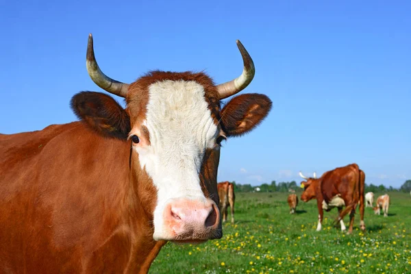 Cows Summer Pasture Rural Landscape — Stock Photo, Image