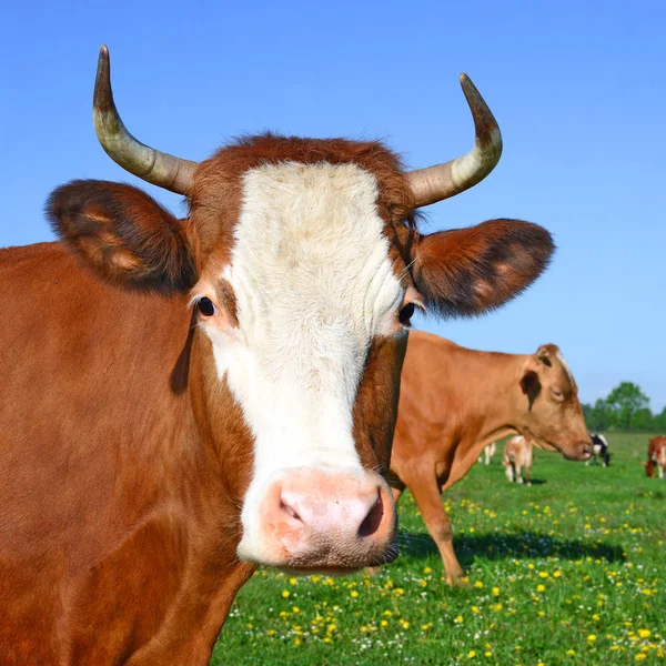 Vacas Pasto Verão Uma Paisagem Rural — Fotografia de Stock