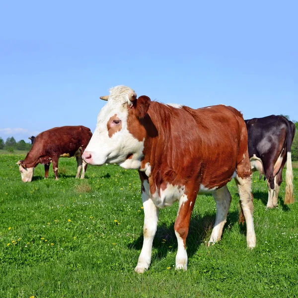 Koeien Een Zomerweide Een Landelijk Landschap — Stockfoto