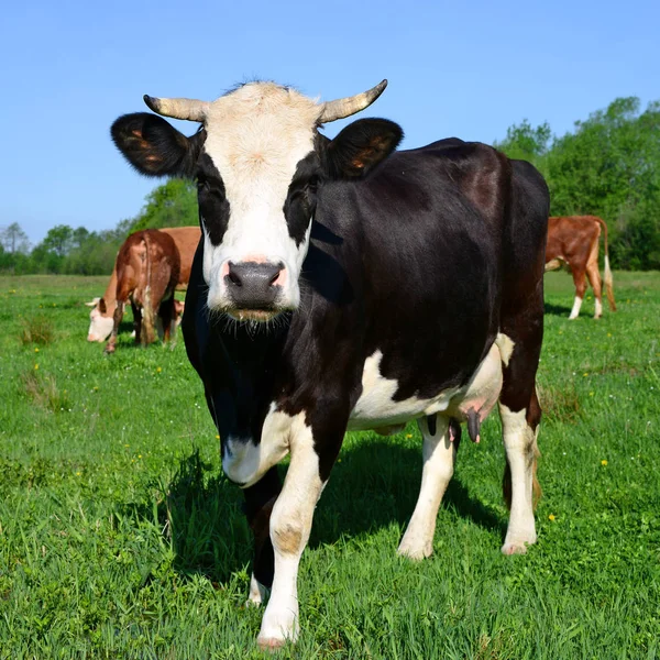 Koeien Een Zomerweide Een Landelijk Landschap — Stockfoto