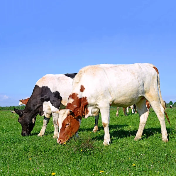 Koeien Een Zomerweide Een Landelijk Landschap — Stockfoto