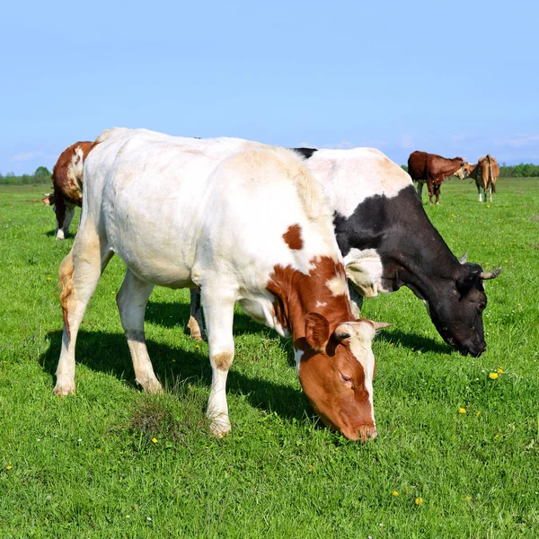 Vacas Pasto Verão Uma Paisagem Rural — Fotografia de Stock