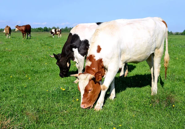 Cows Summer Pasture Rural Landscape — Stock Photo, Image