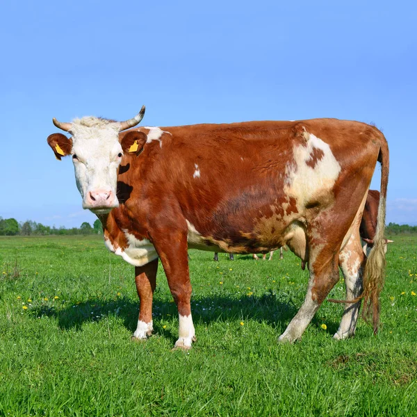 Primo Piano Bella Mucca Marrone Bianco Sul Prato — Foto Stock