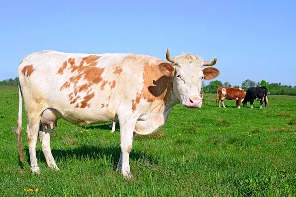 Las Vacas Pasto Verano Paisaje Rural Verano —  Fotos de Stock