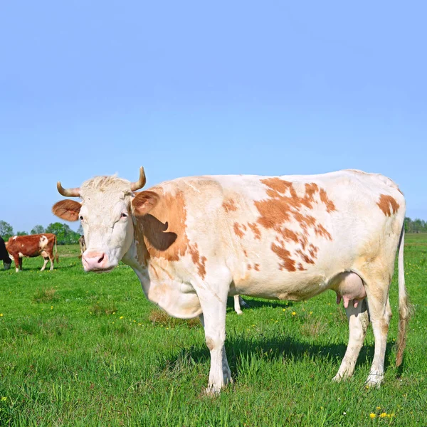 Kühe Auf Einer Sommerweide Einer Ländlichen Sommerlandschaft — Stockfoto