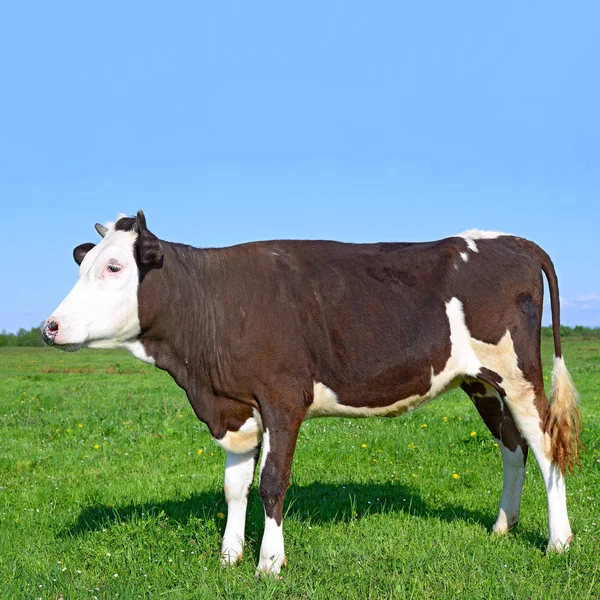 Close Beautiful Brown White Cow Meadow — Stock Photo, Image