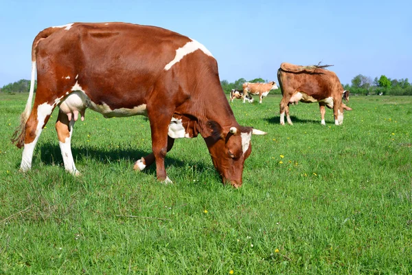 Kor Fäbod Ett Lantligt Landskap — Stockfoto