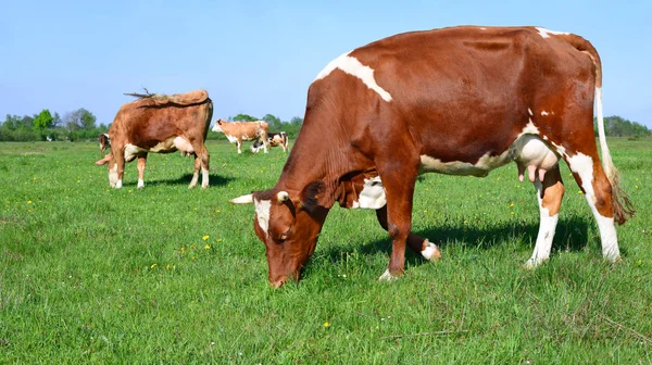 田舎の夏の牧草地で牛が — ストック写真