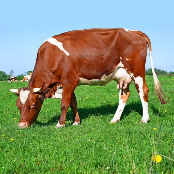 Kühe Auf Einer Sommerweide Ländlicher Landschaft — Stockfoto