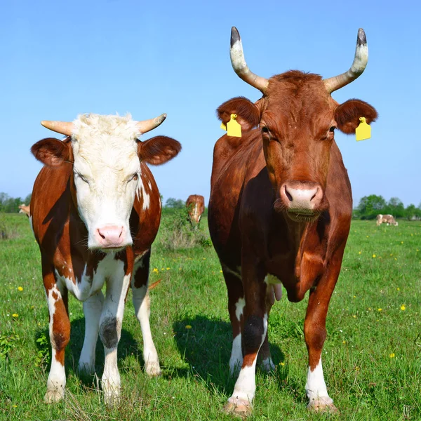 Mucche Pascolo Estivo Paesaggio Rurale — Foto Stock