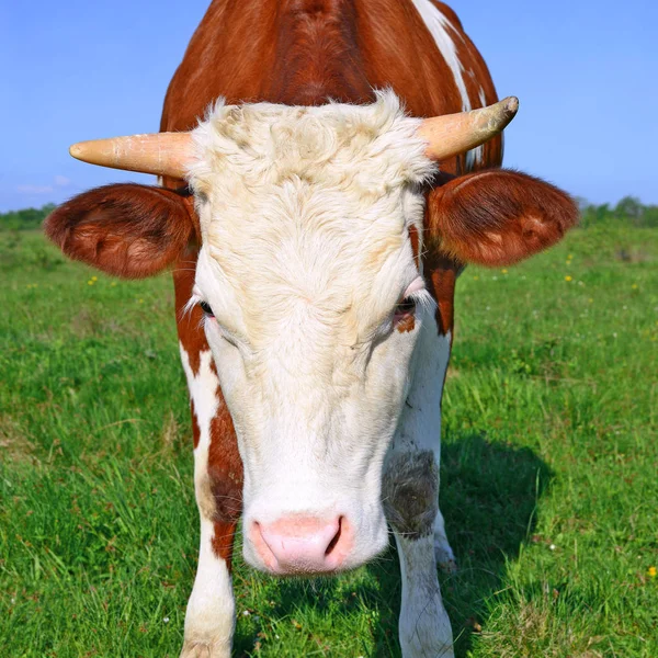 Close Beautiful Brown White Cow Meadow — Stock Photo, Image