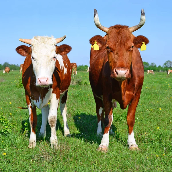 Vacas Pasto Verão Uma Paisagem Rural — Fotografia de Stock