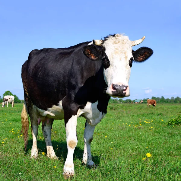 Koeien Een Zomerweide Een Landelijk Landschap — Stockfoto