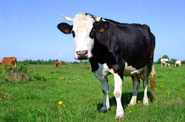 Mucche Pascolo Estivo Paesaggio Rurale — Foto Stock