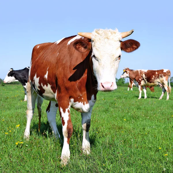 Kühe Auf Einer Sommerweide Ländlicher Landschaft — Stockfoto