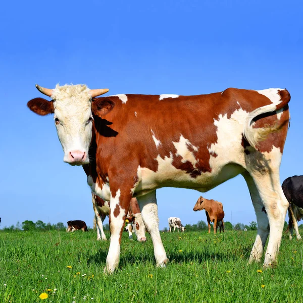 Vacas Pasto Verão Uma Paisagem Rural — Fotografia de Stock