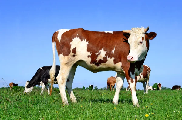 Krowy Letnim Pastwisku Wiejskim Krajobrazie — Zdjęcie stockowe