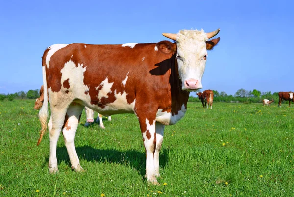 Krávy Letní Pastvině Venkovské Krajině — Stock fotografie