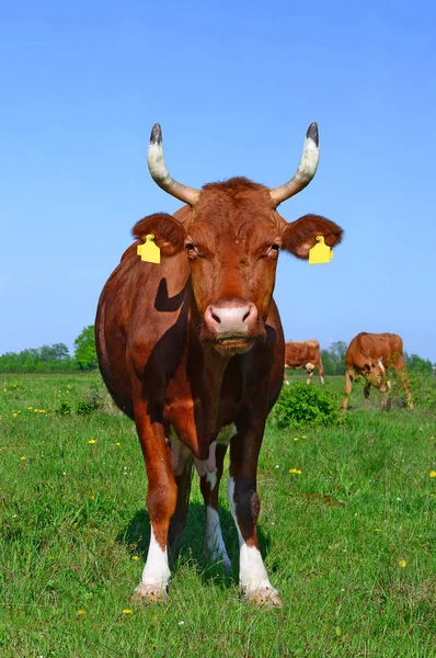 Krowy Letnim Pastwisku Wiejskim Krajobrazie — Zdjęcie stockowe