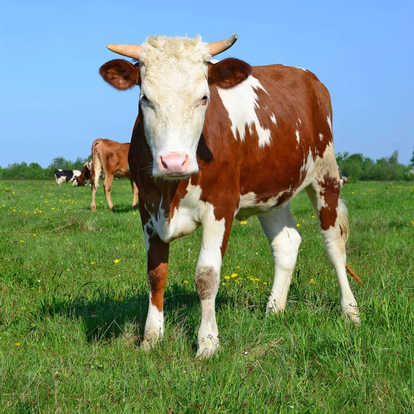 Vacas Pasto Verão Uma Paisagem Rural — Fotografia de Stock