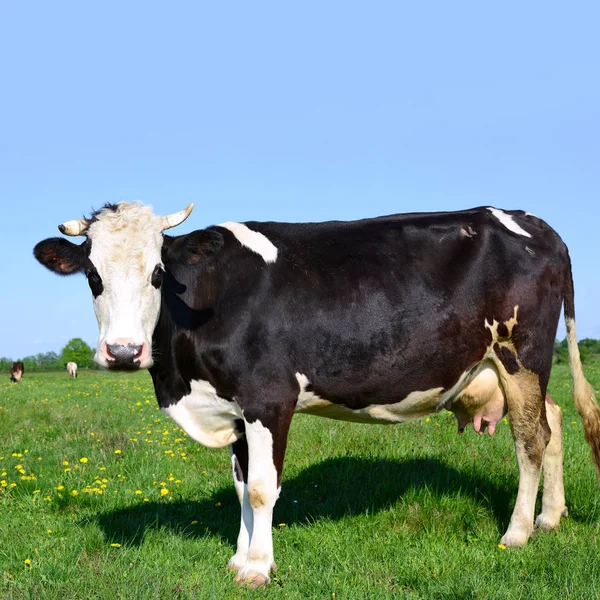 Nahaufnahme Einer Schönen Schwarz Weißen Kuh Auf Der Weide — Stockfoto