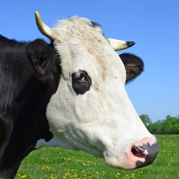 Primo Piano Bella Mucca Bianco Nero Sul Prato — Foto Stock