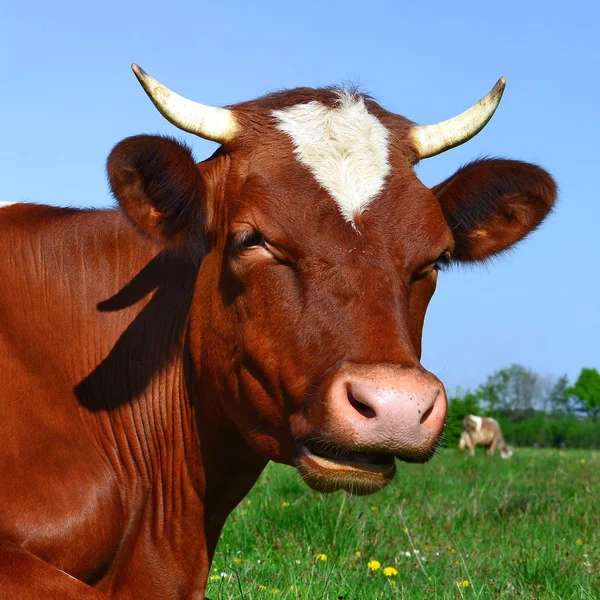 Nahaufnahme Einer Schönen Braunen Und Weißen Kuh Auf Der Weide — Stockfoto