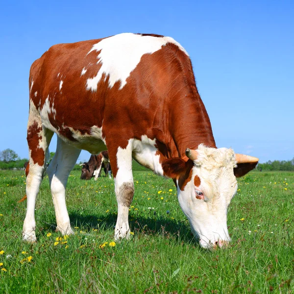 Mucche Pascolo Estivo Paesaggio Rurale Estivo — Foto Stock