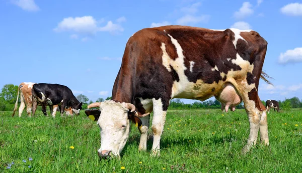 Vacas Pasto Verão Uma Paisagem Rural Verão — Fotografia de Stock