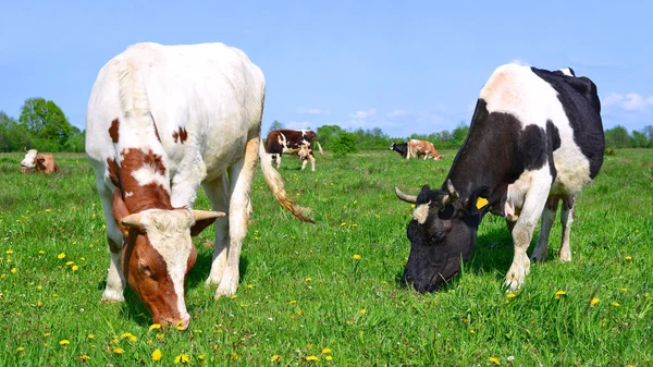 Las Vacas Pasto Verano Paisaje Rural Verano —  Fotos de Stock