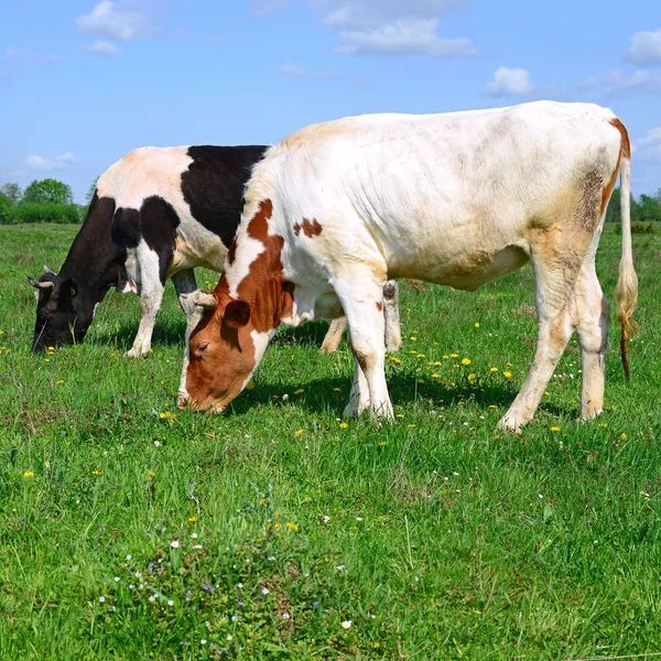 Cows Summer Pasture Summer Rural Landscape — Stock Photo, Image