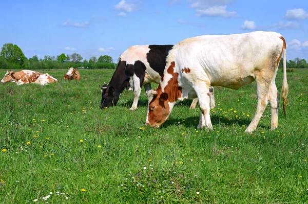 Las Vacas Pasto Verano Paisaje Rural Verano — Foto de Stock