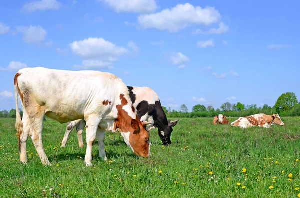 Vacas Pasto Verão Uma Paisagem Rural Verão — Fotografia de Stock