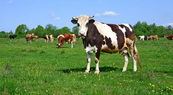 Mucche Pascolo Estivo Paesaggio Rurale Estivo — Foto Stock