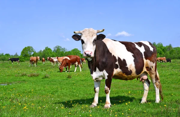 Mucche Pascolo Estivo Paesaggio Rurale Estivo — Foto Stock