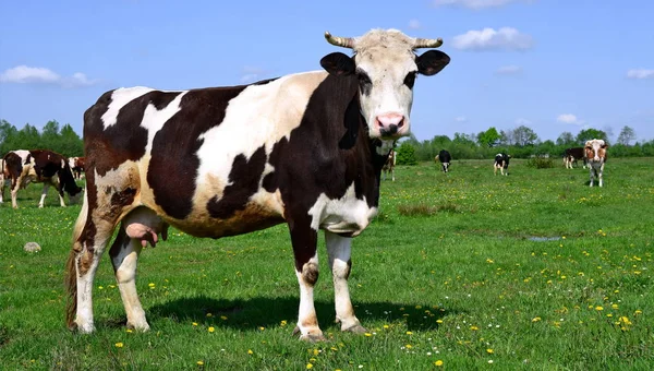Mucche Pascolo Estivo Paesaggio Rurale Estivo — Foto Stock