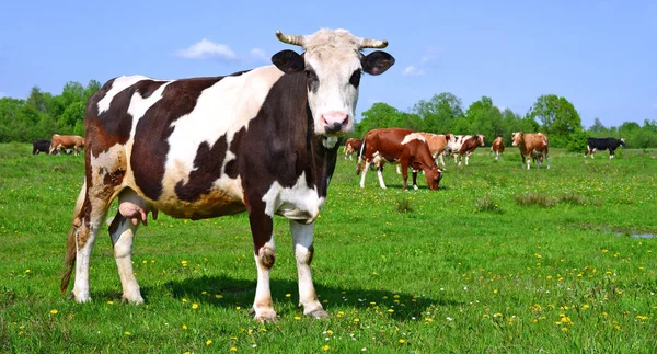 Vacas Pasto Verão Uma Paisagem Rural Verão — Fotografia de Stock