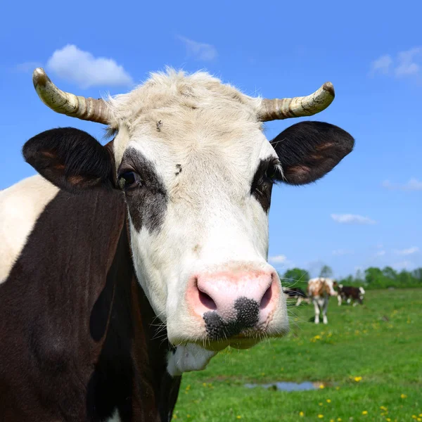 Koeien Weide Van Een Zomer Een Landelijke Landschap Van Zomer — Stockfoto