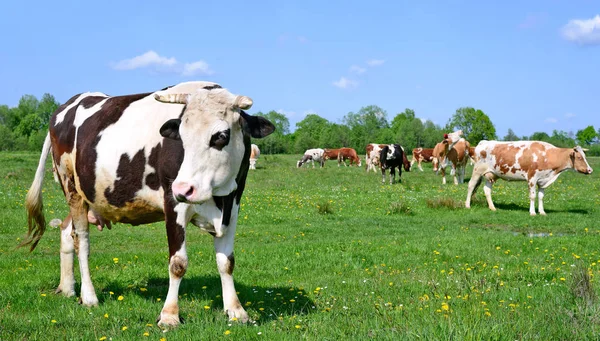 Cows Summer Pasture Summer Rural Landscape — Stock Photo, Image