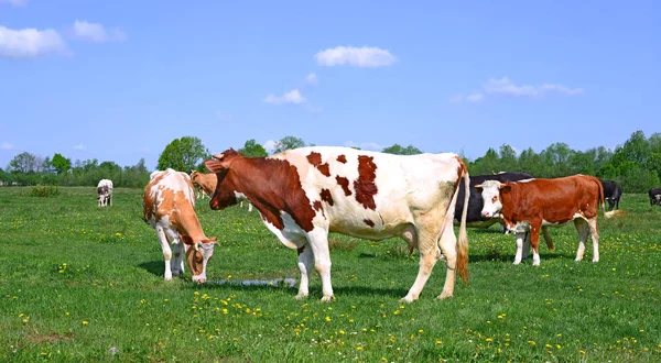 夏の農村景観における夏放牧牛 — ストック写真